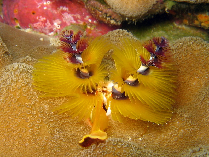 Yellow Tube Worm