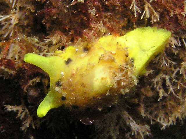 Yellow umbrella shell