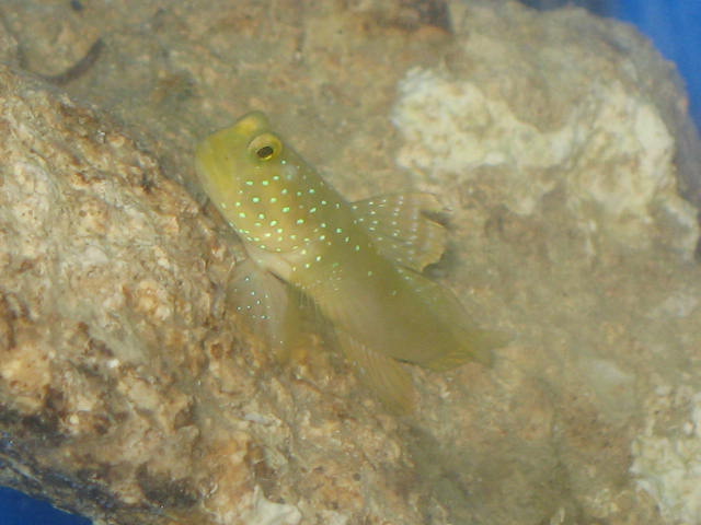 yellow watchman Goby