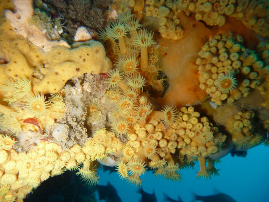 Yellow zoanthids covering the wreck