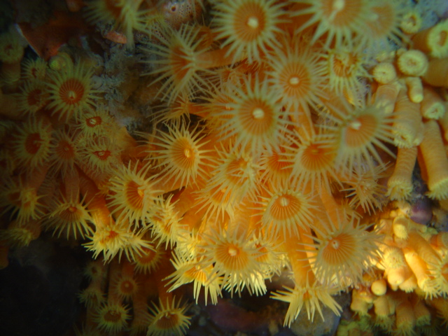 Yellow Zoanthids