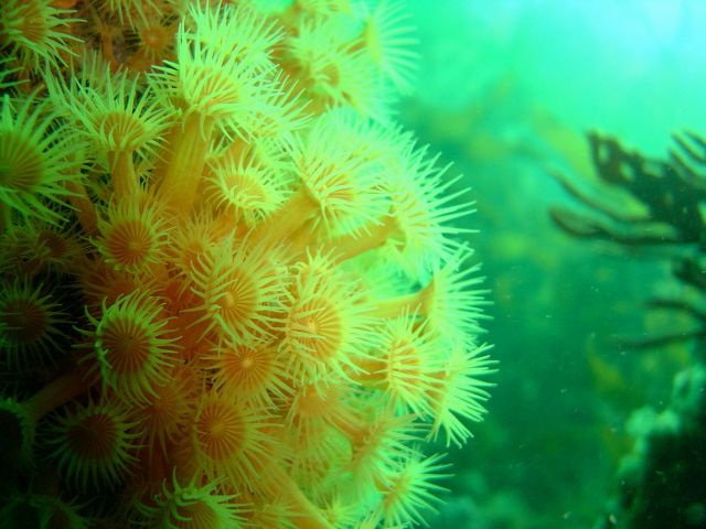 Yellow zoanthids