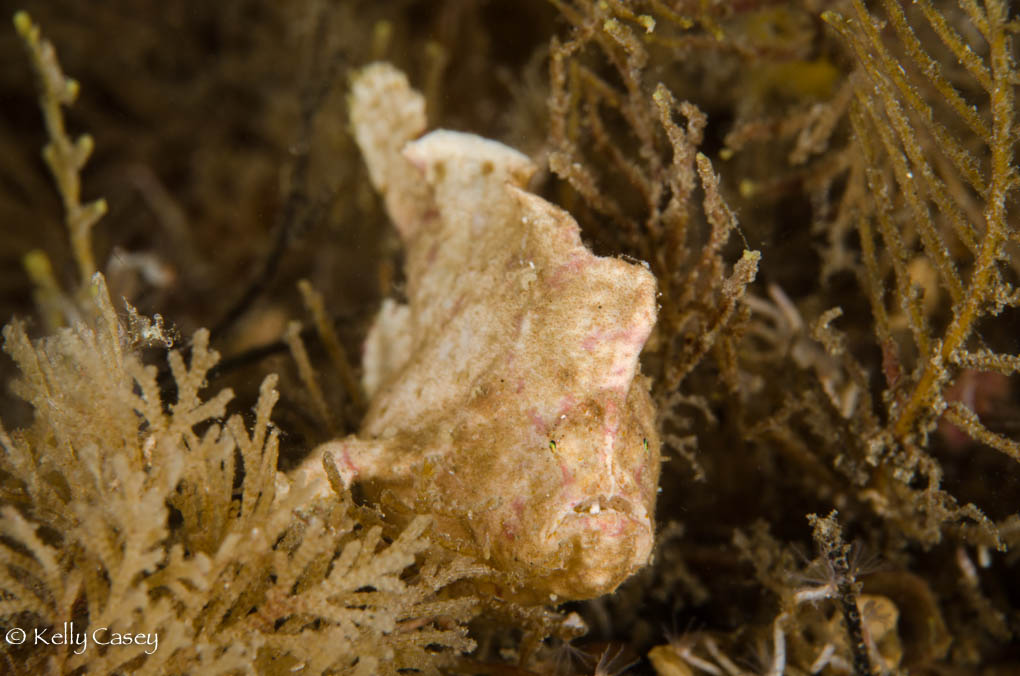 Yellow_dwarf_frog_fish