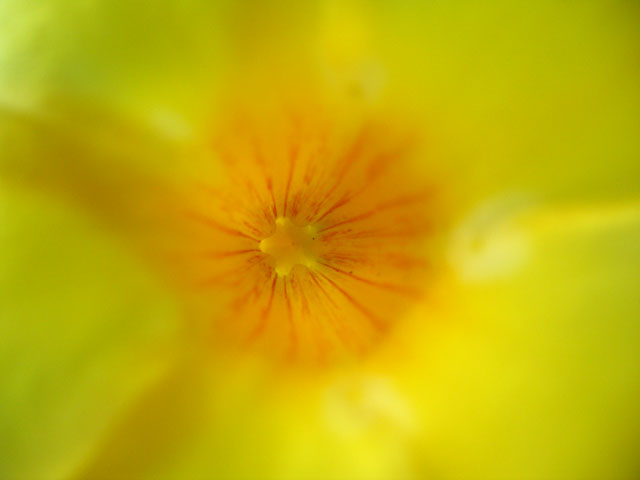 yellow_flower