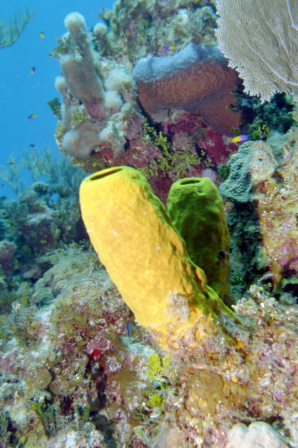 Yellow_Green_Tube_Sponge
