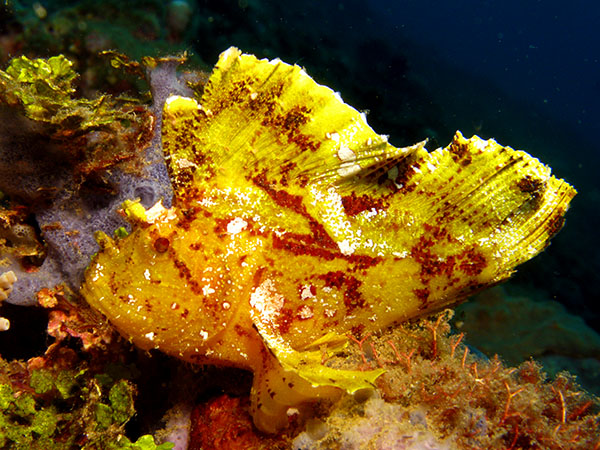 yellow_leaf_scorpionfish