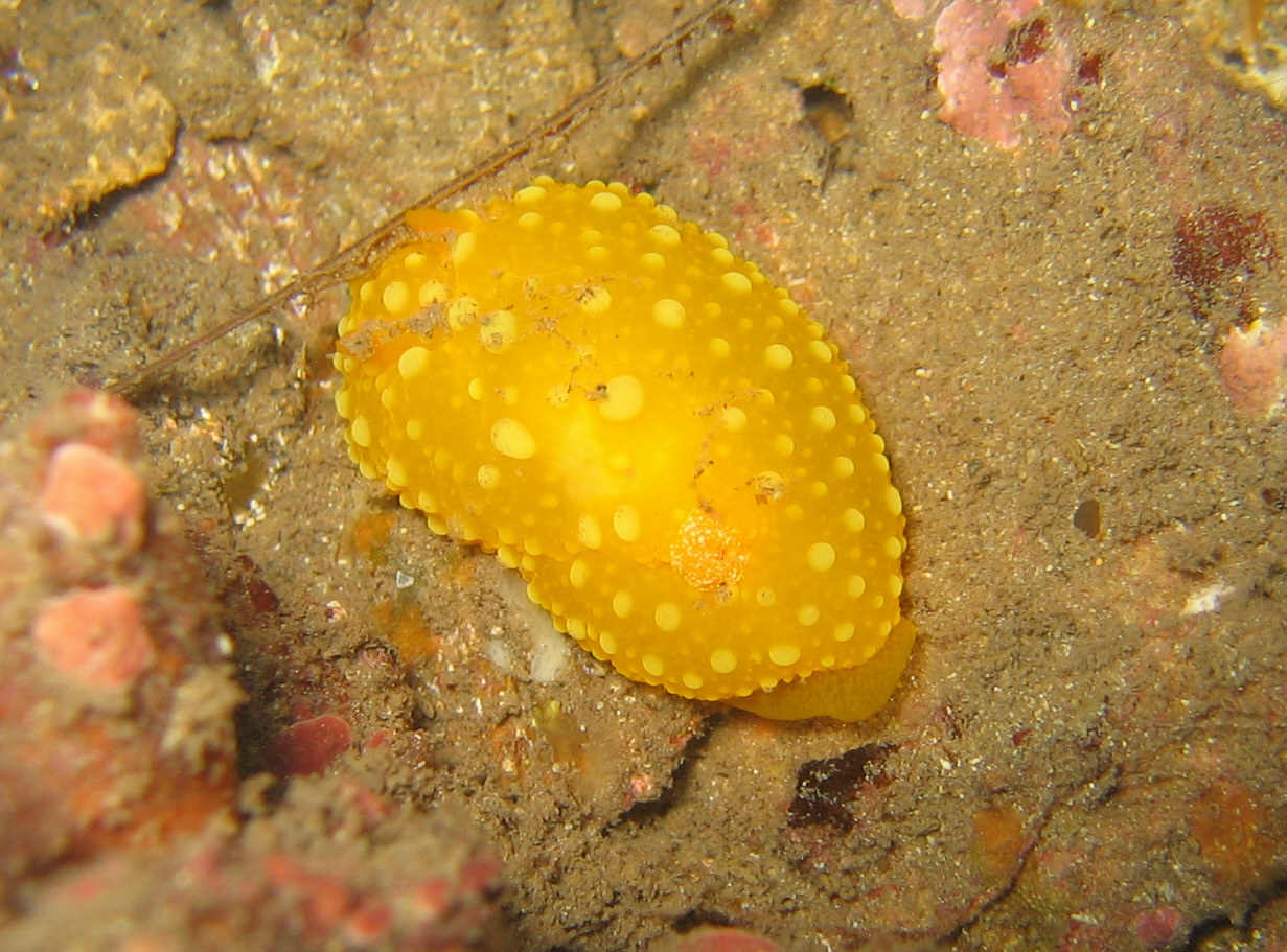 Yellow_Nudi_2