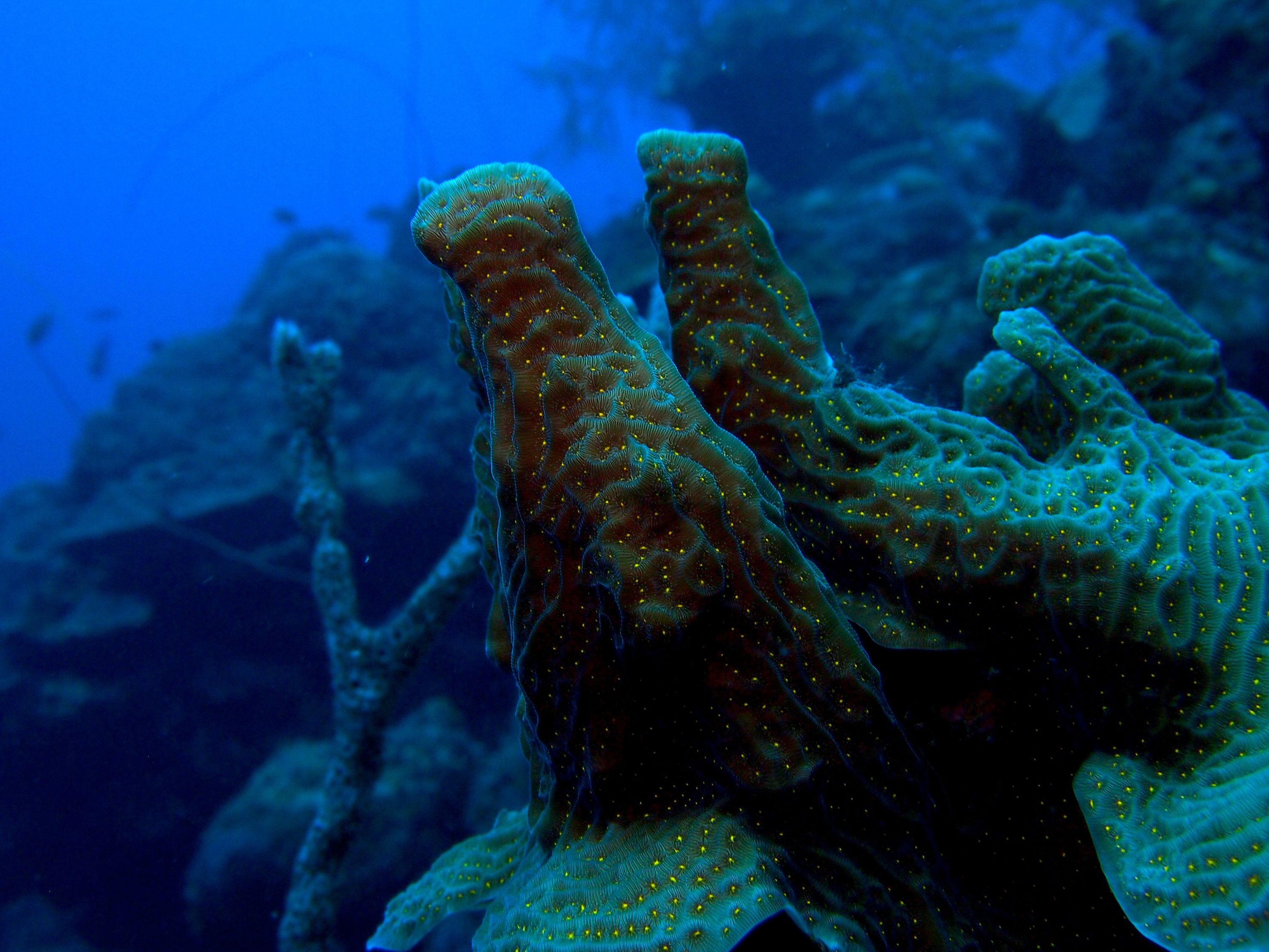 yellow_spotted_Coral