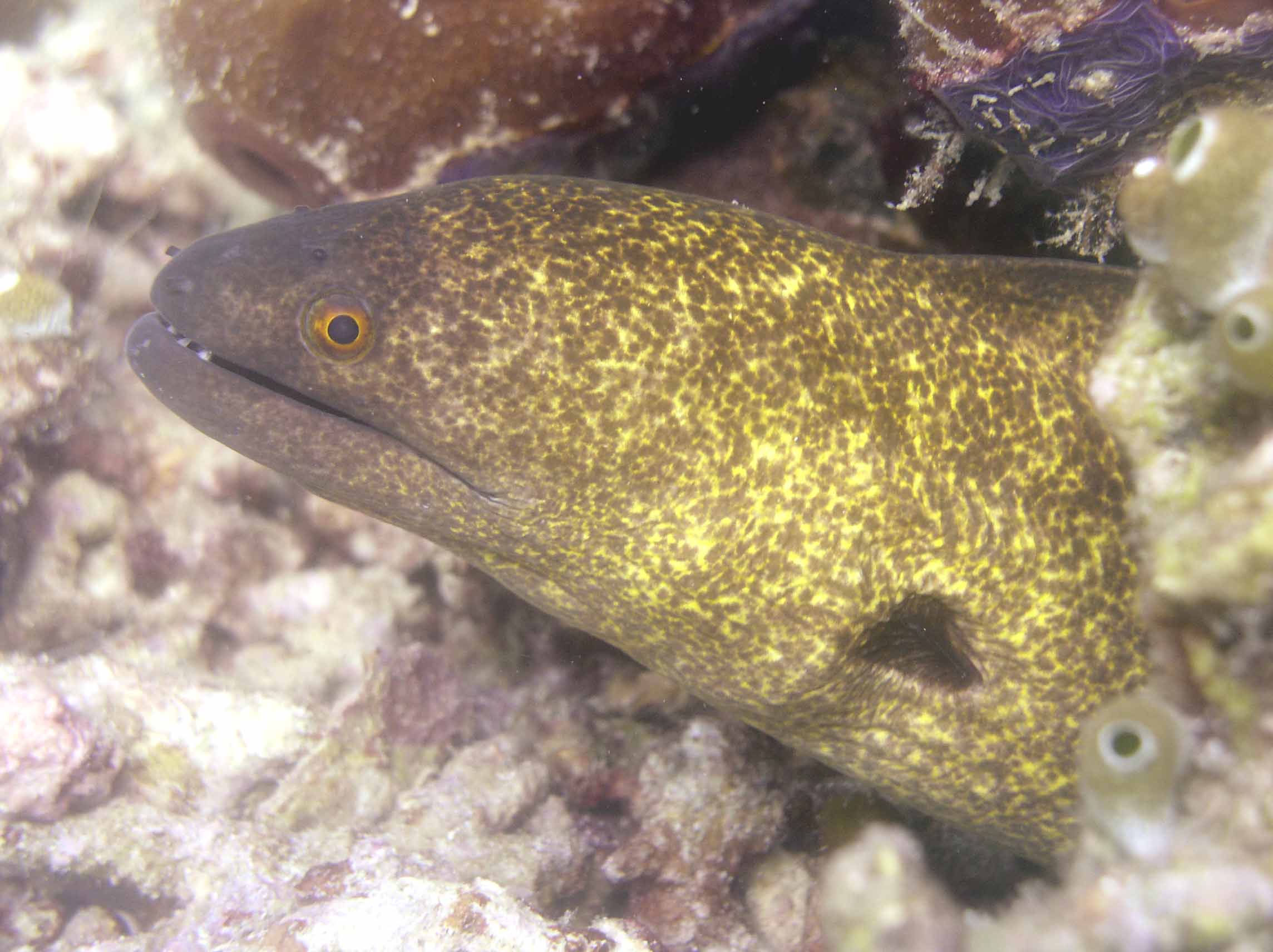 Yellow_Spotted_Moray