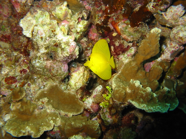 Yellow_Tang