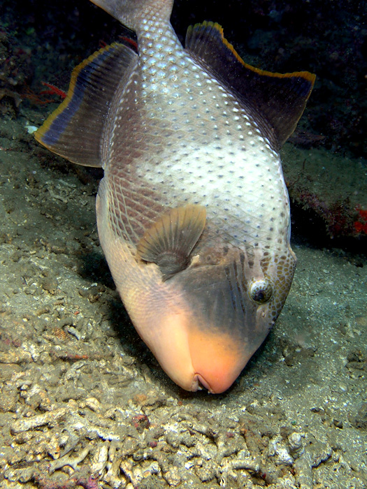 Yellowbanded Triggerfish making a nest