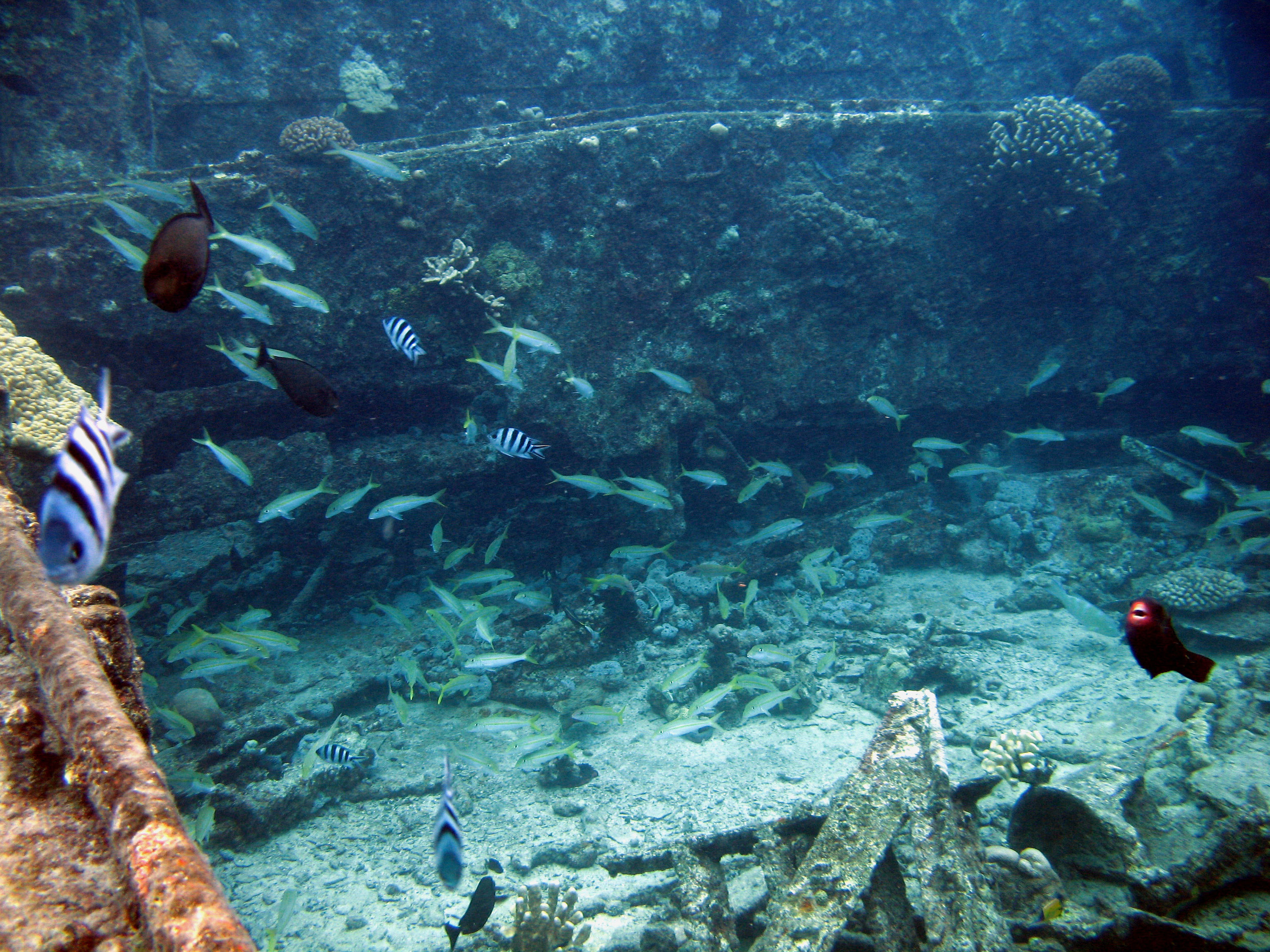 Yellowfin Goatfish & Others