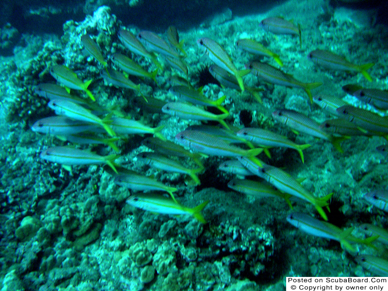 Yellowfin_Goatfish