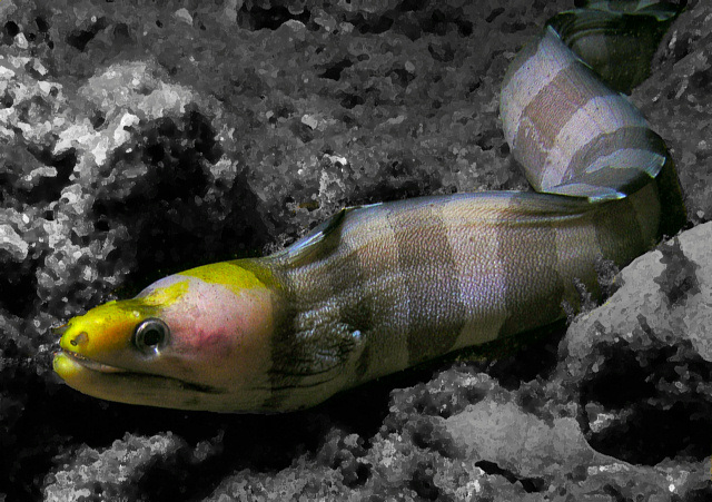 Yellowhead Eel