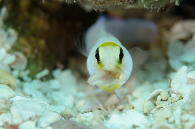 Yellowhead Jawfish cleaning house