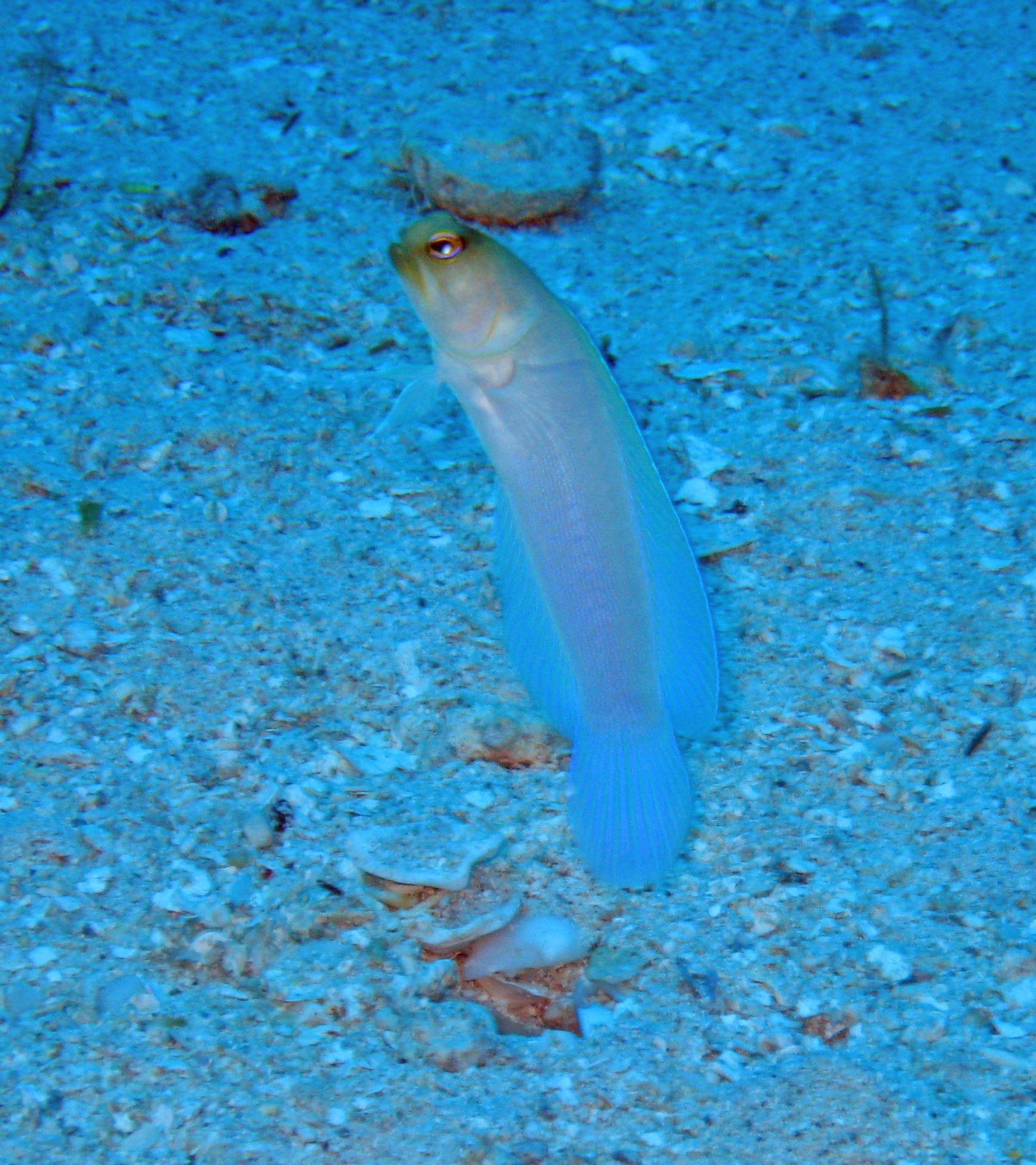 Yellowhead Jawfish coming out of his hole