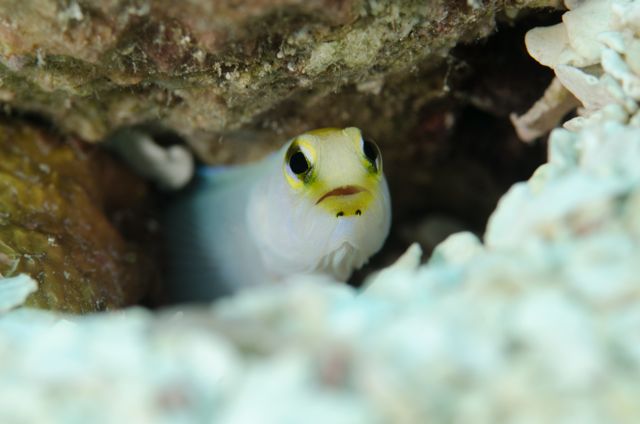 Yellowhead Jawfish