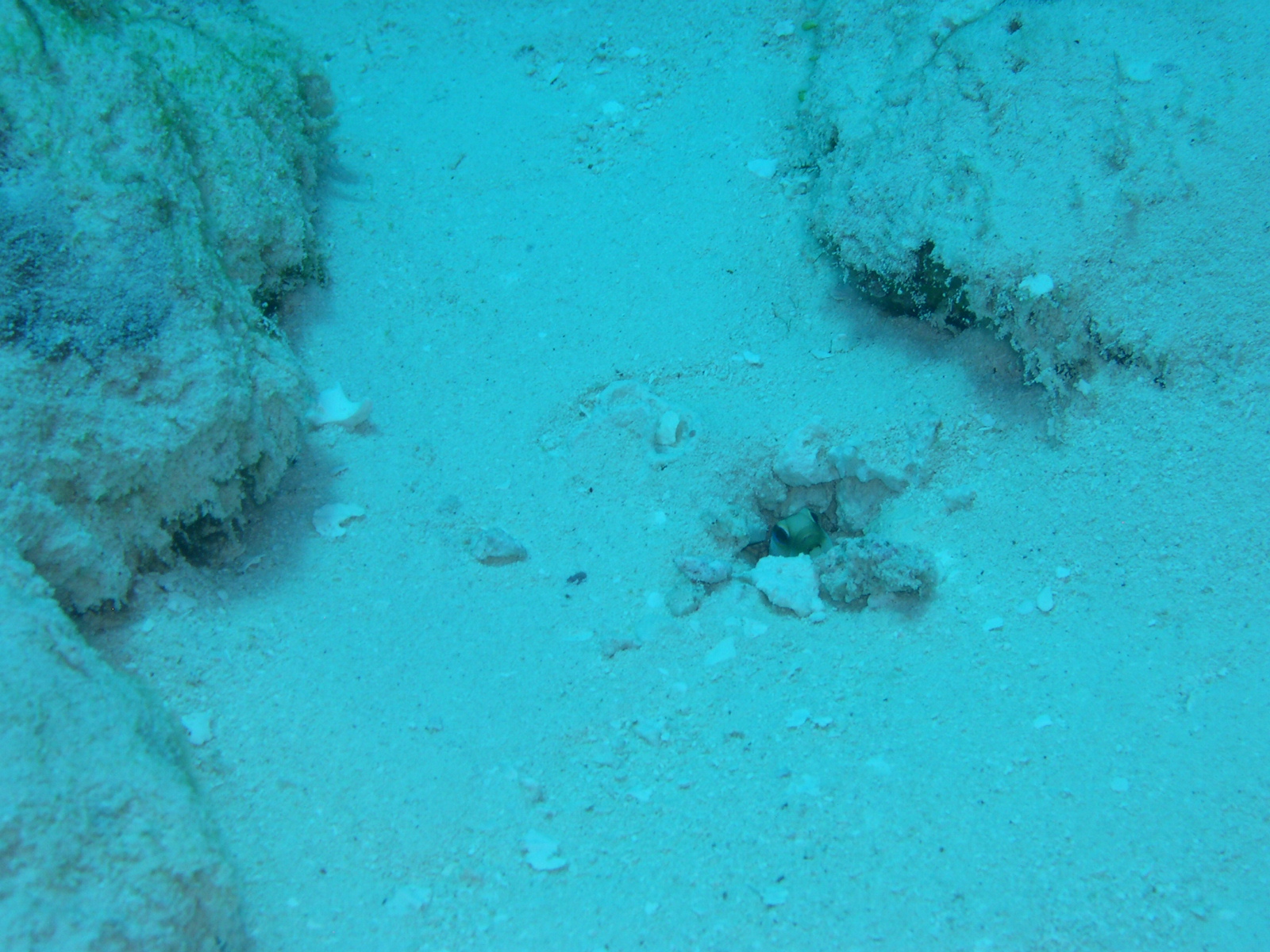 Yellowhead Jawfish