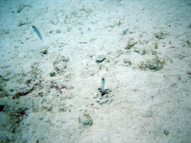 Yellowhead Jawfish