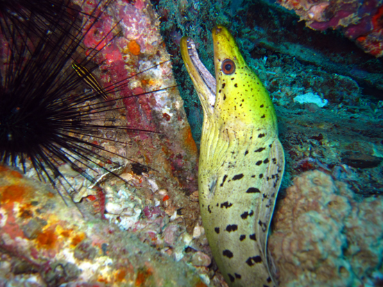 Yellowhead Moray Eel