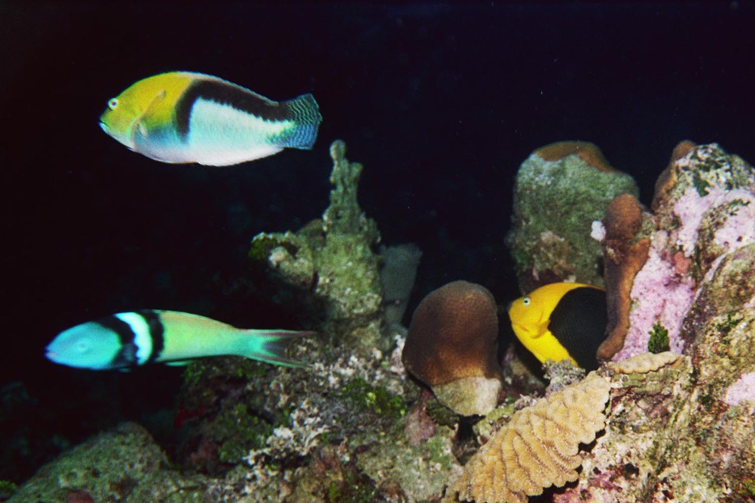 Yellowhead Wrasse, Bluehead Wrasse, & Rock Beauty