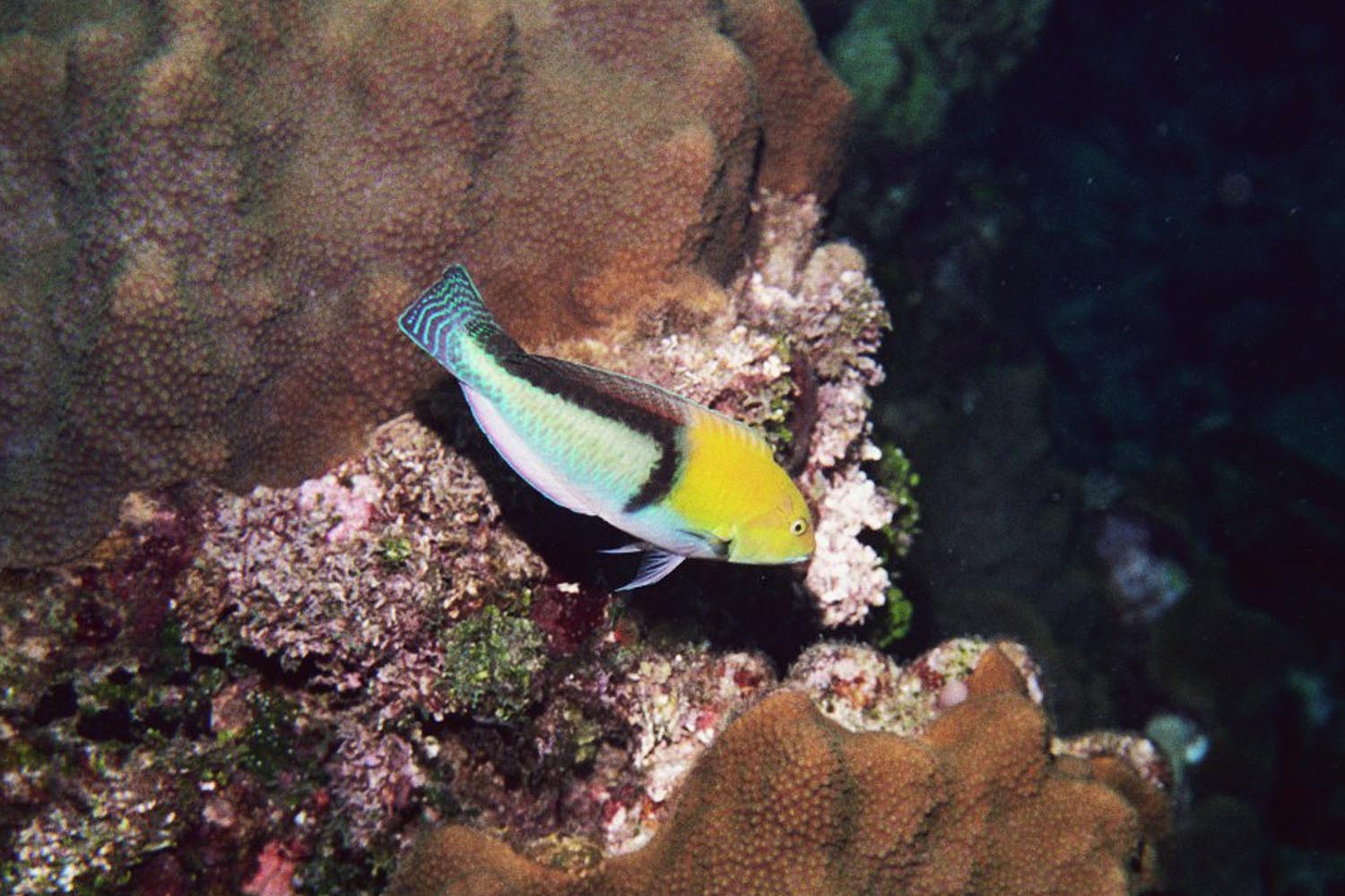 Yellowhead Wrasse - Terminal Phase