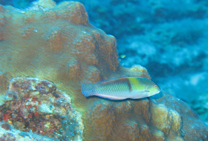 Yellowhead wrasse