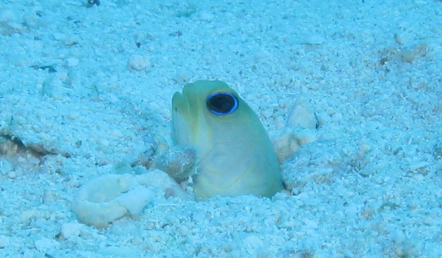 Yellowheaded Jawfish