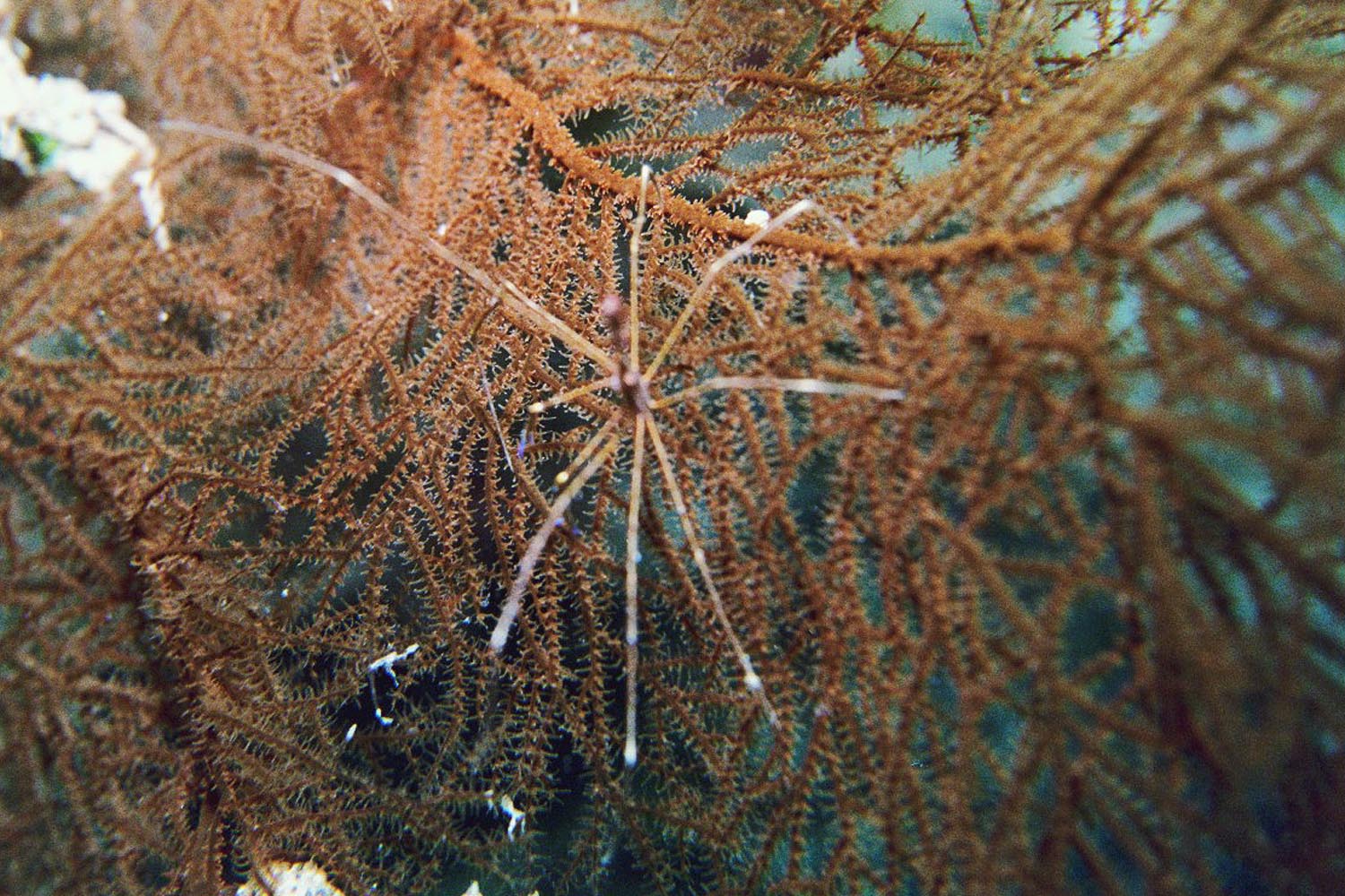 Yellowline Arrow Crab and Soft Corals