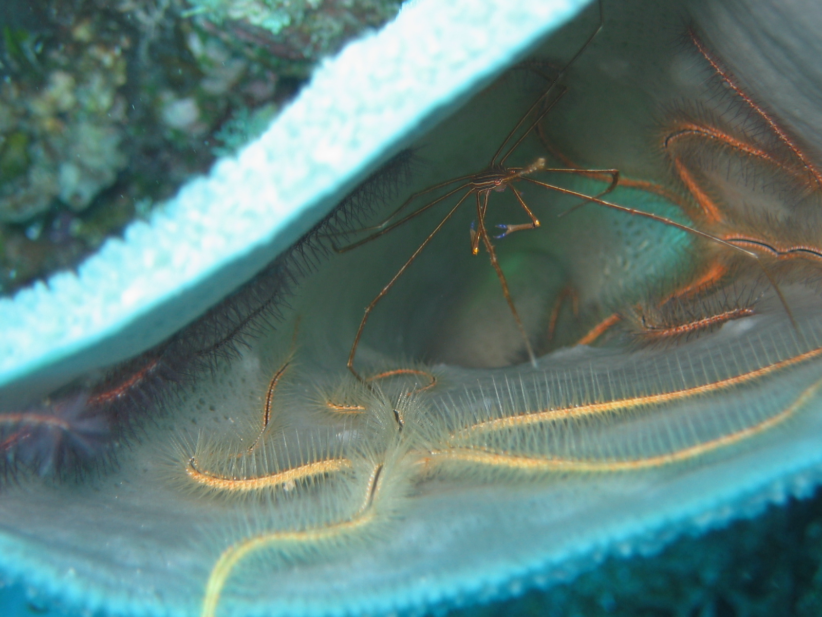 Yellowline arrow crab and sponge brittle star