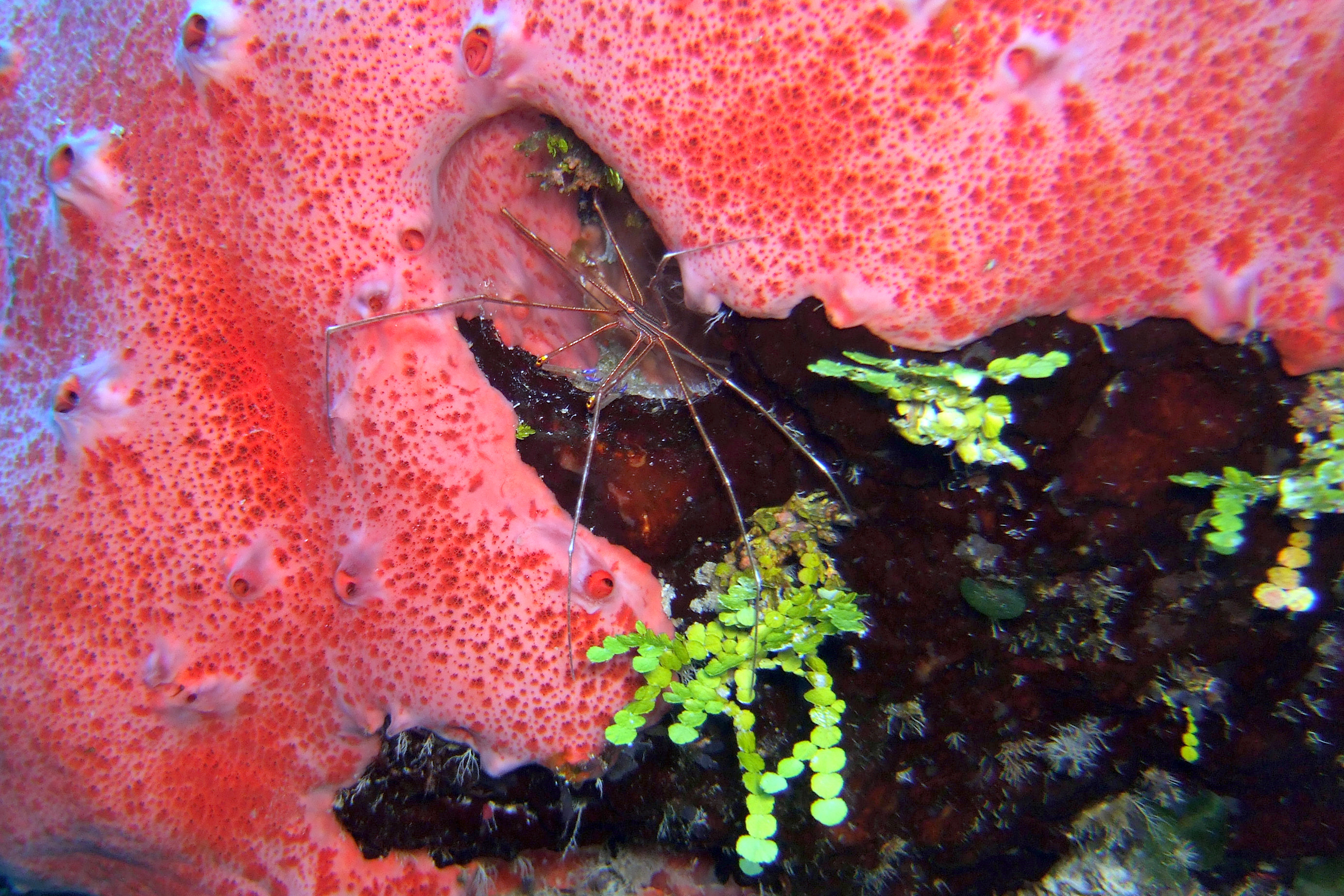 Yellowline Arrow Crab on Columbia Deep