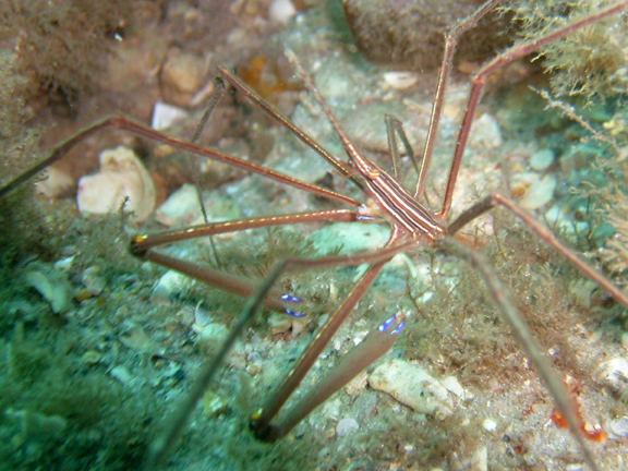 Yellowline Arrow Crab