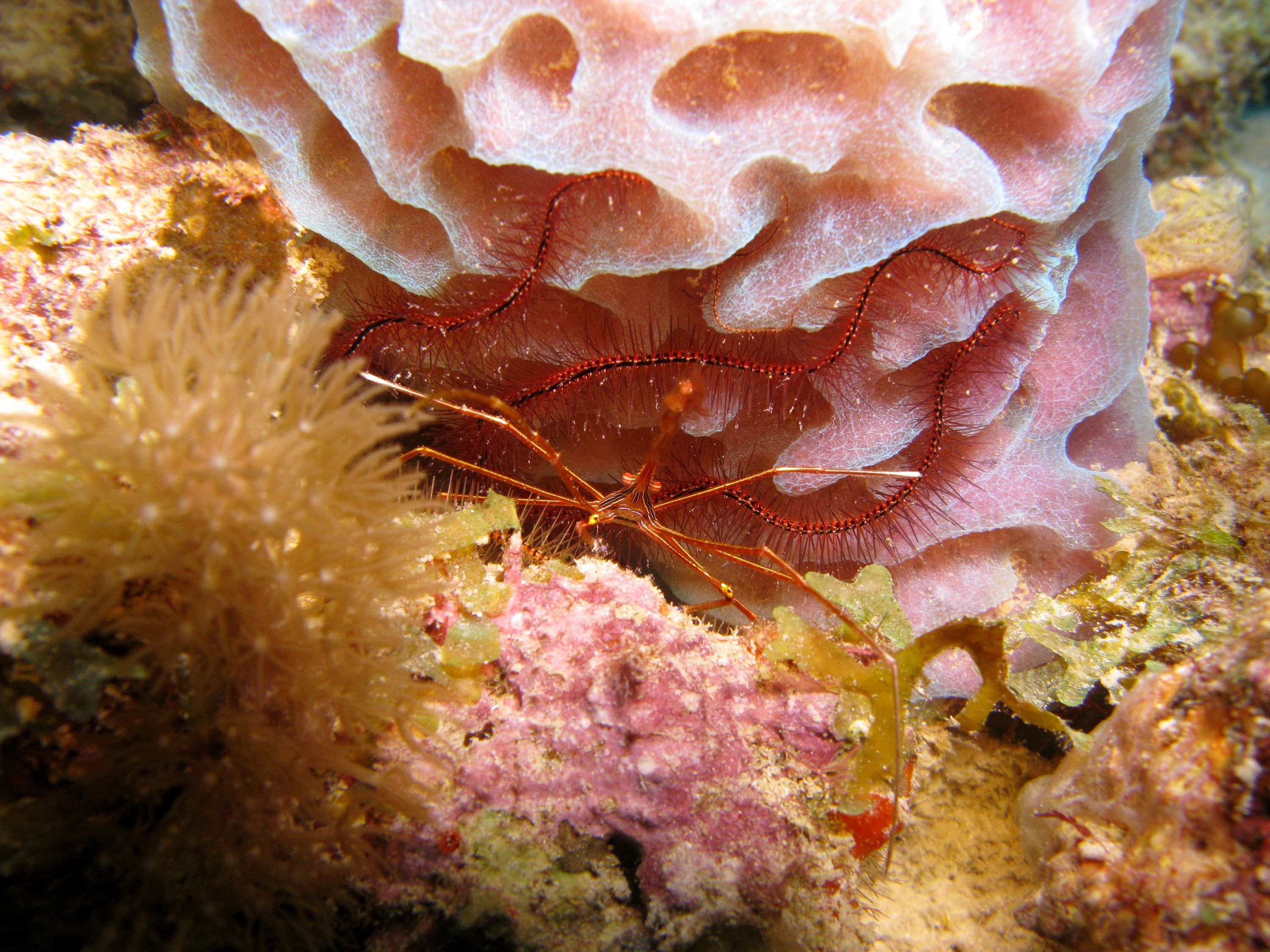 Yellowline Arrow Crab