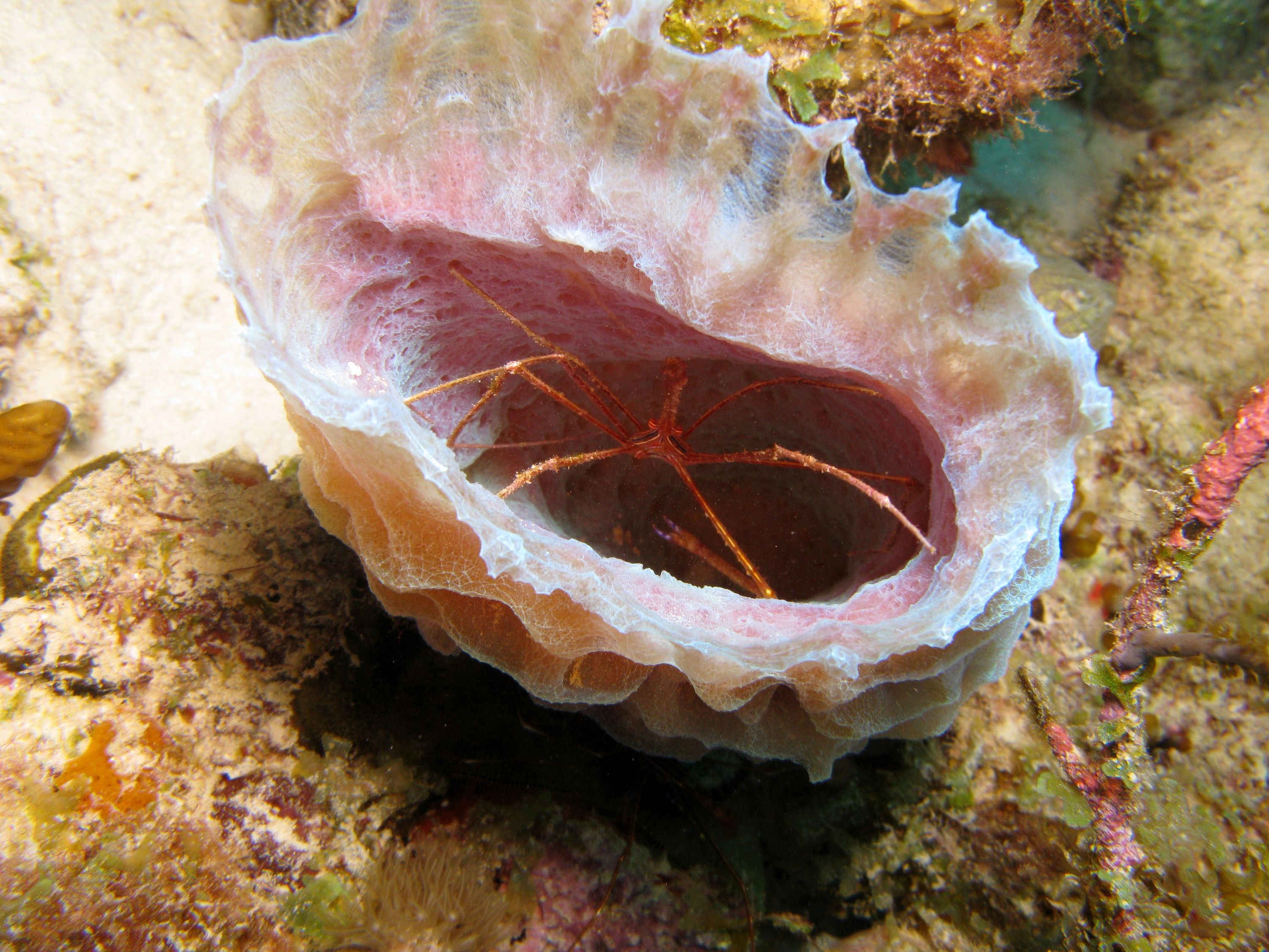 Yellowline Arrow Crab