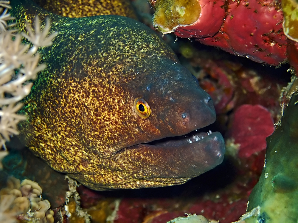 Yellowmargin moray