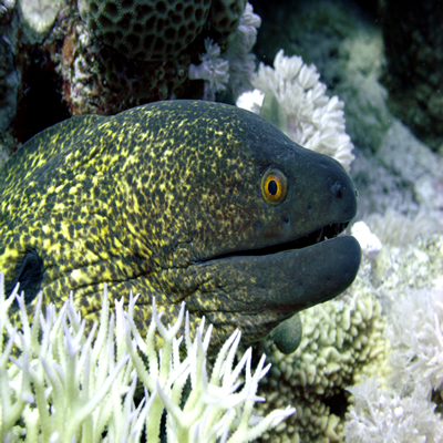 Yellowmargin_moray