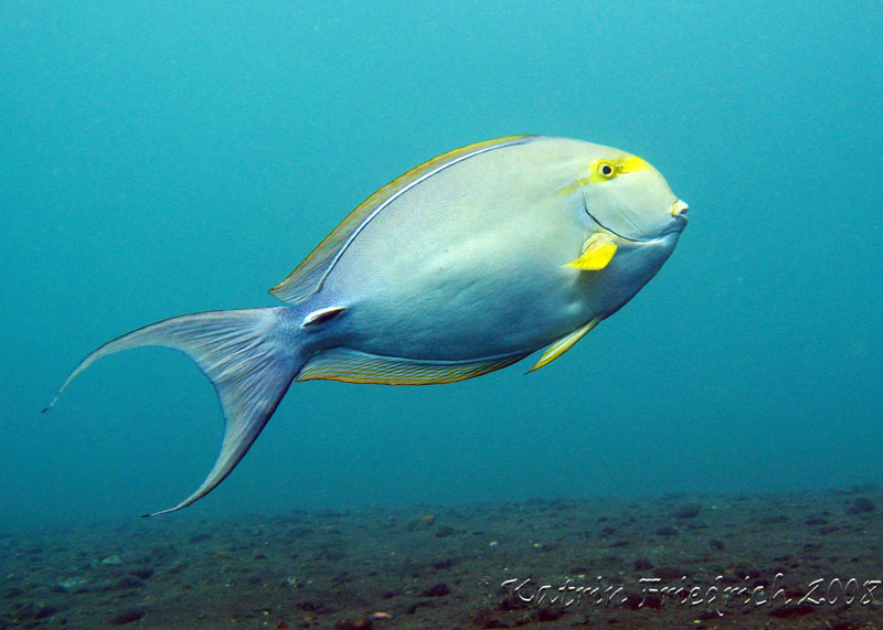 yellowmask surgeonfish