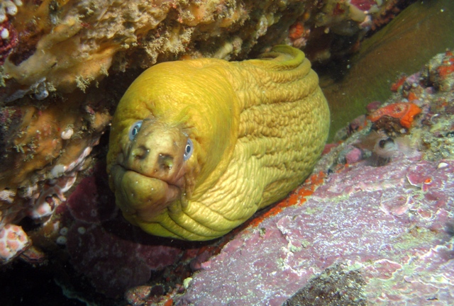 yellowmoray