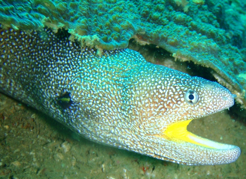 Yellowmouth Moray