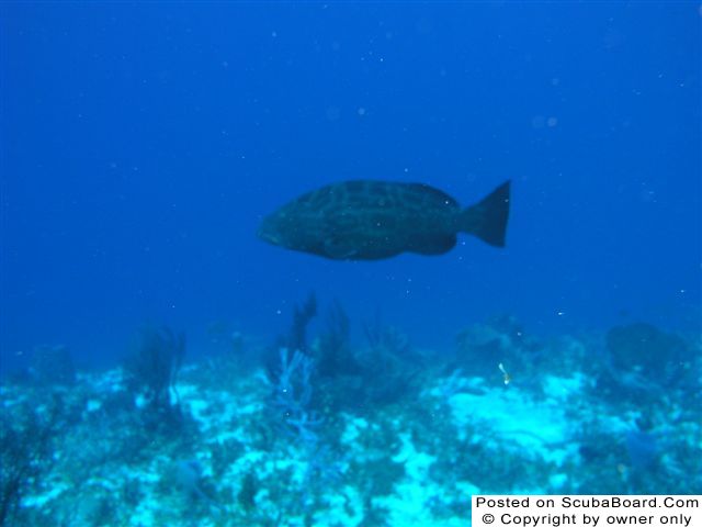 Yellowmouth_Grouper