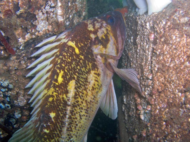 Yellowstripe Rock Fish