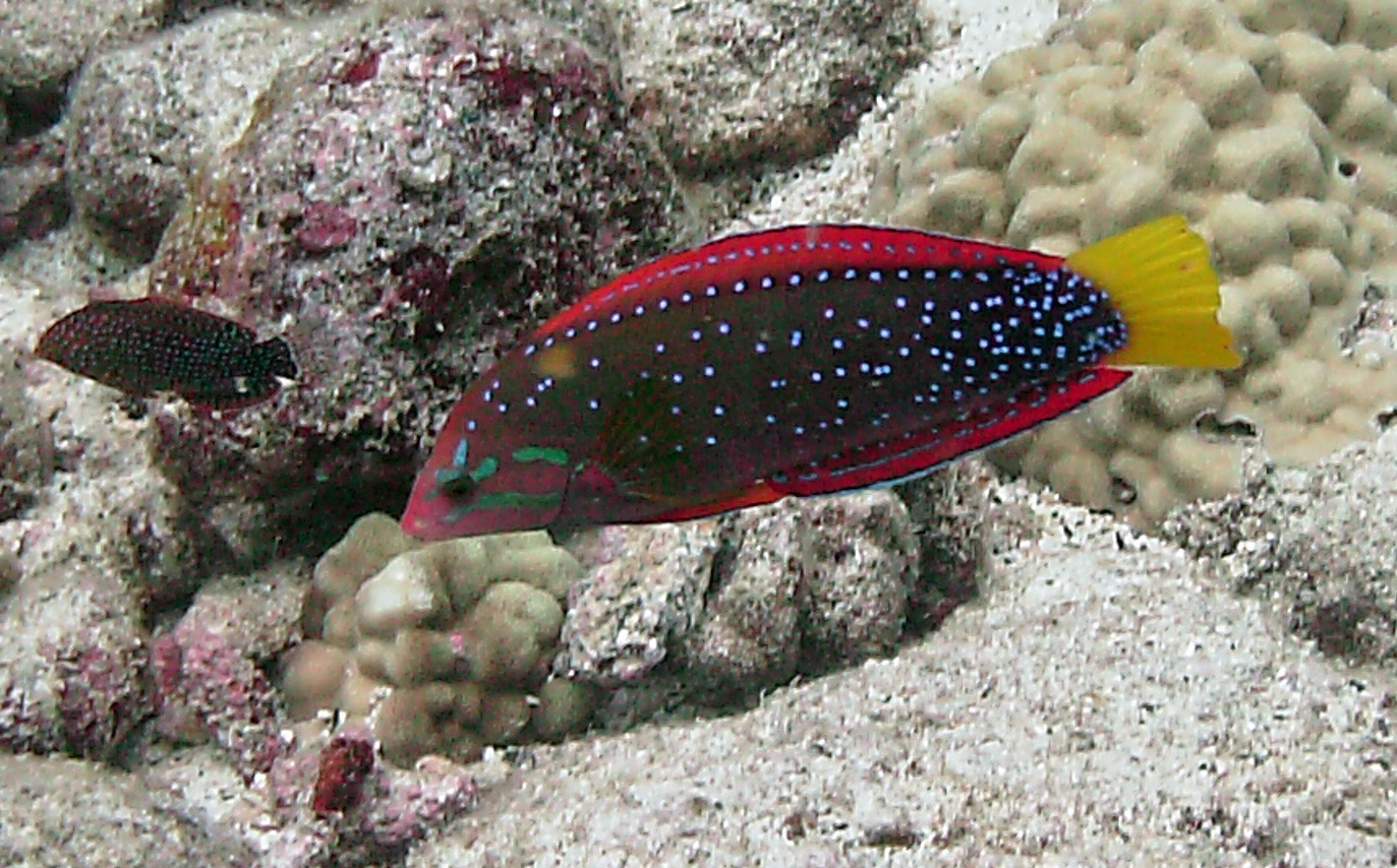 YellowTail Coris - hinalea akilolo