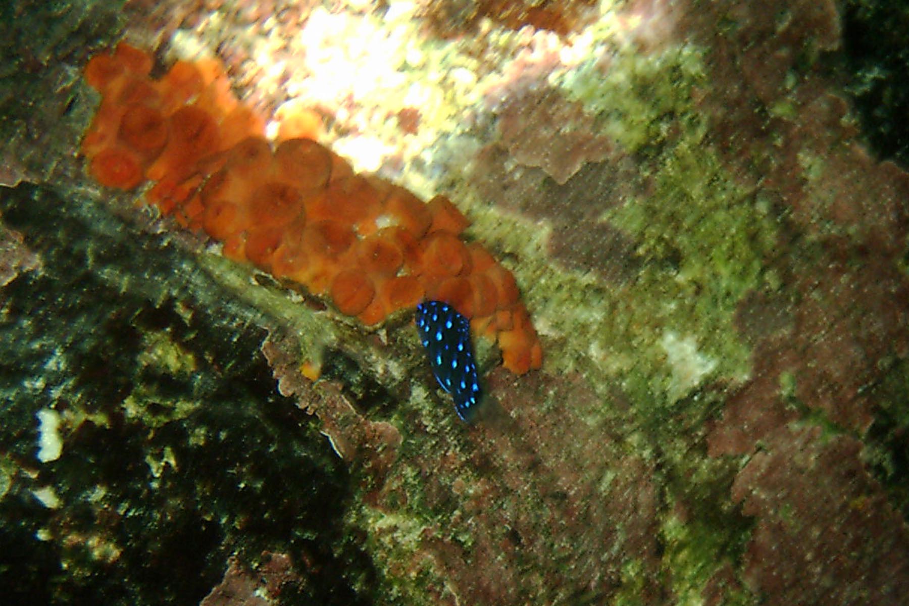 Yellowtail Damselfish - Juvenile Phase