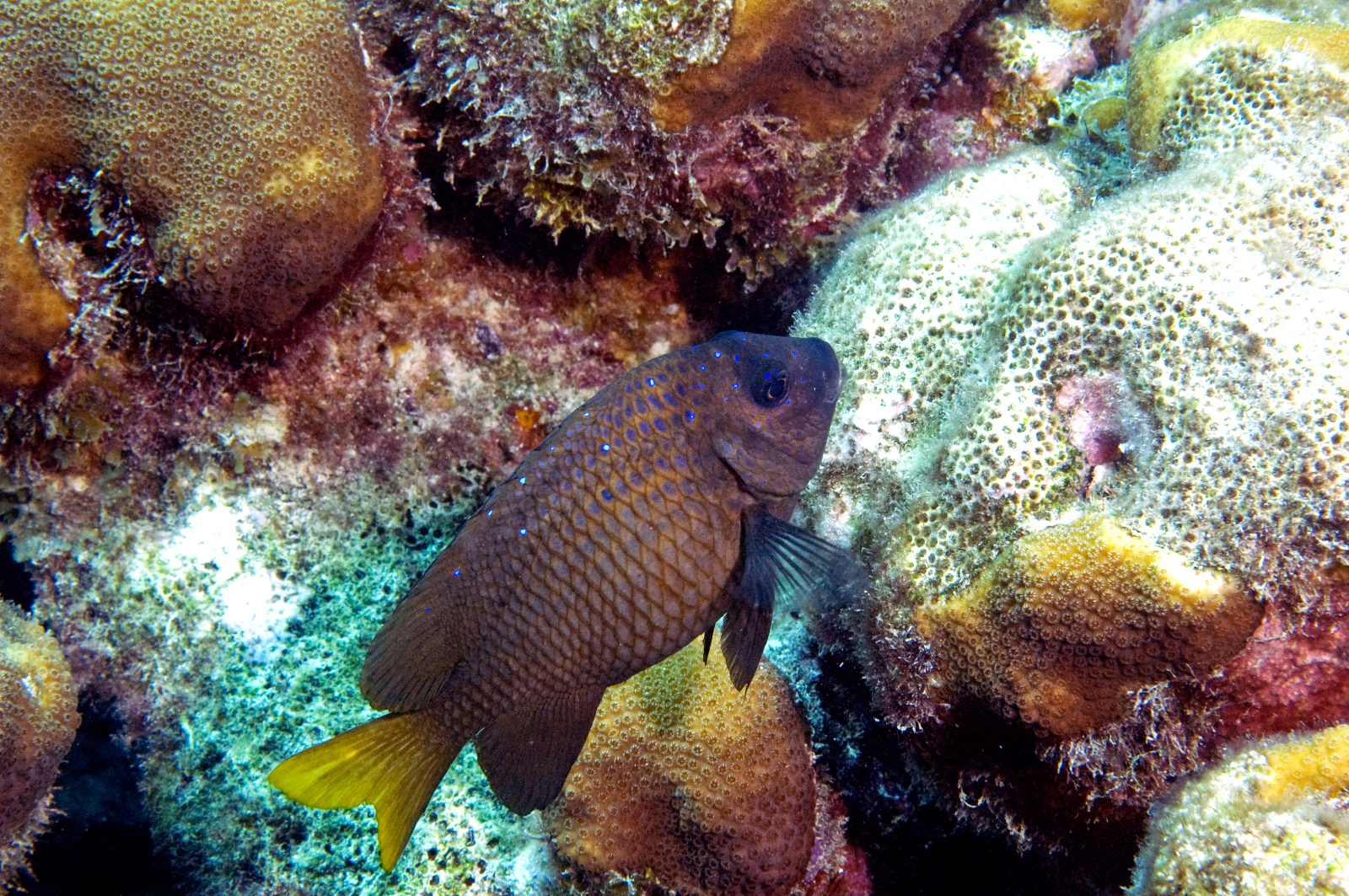 Yellowtail Damselfish