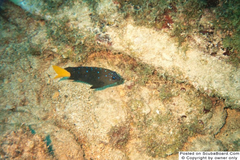 Yellowtail Damselfish