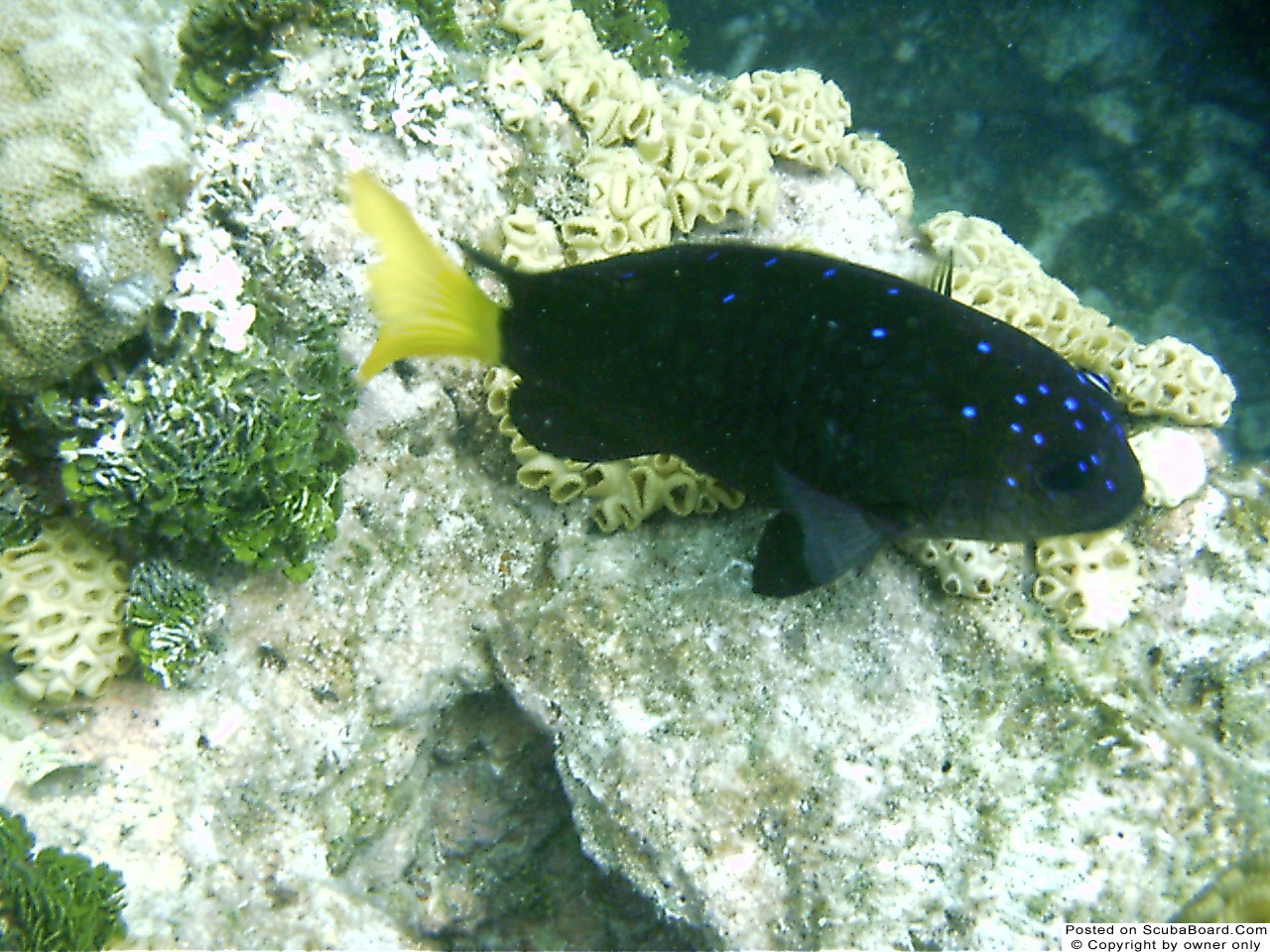 Yellowtail Damselfish