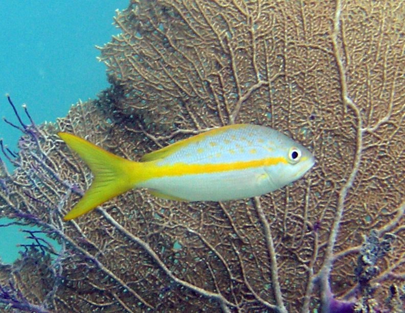 Yellowtail Snapper