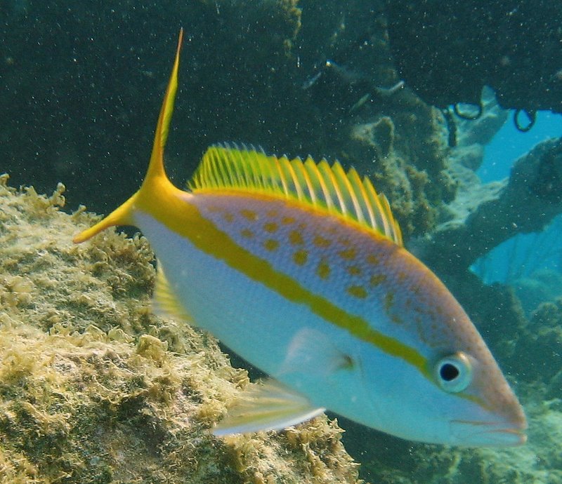 Yellowtail Snapper