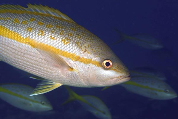 yellowtail snappers