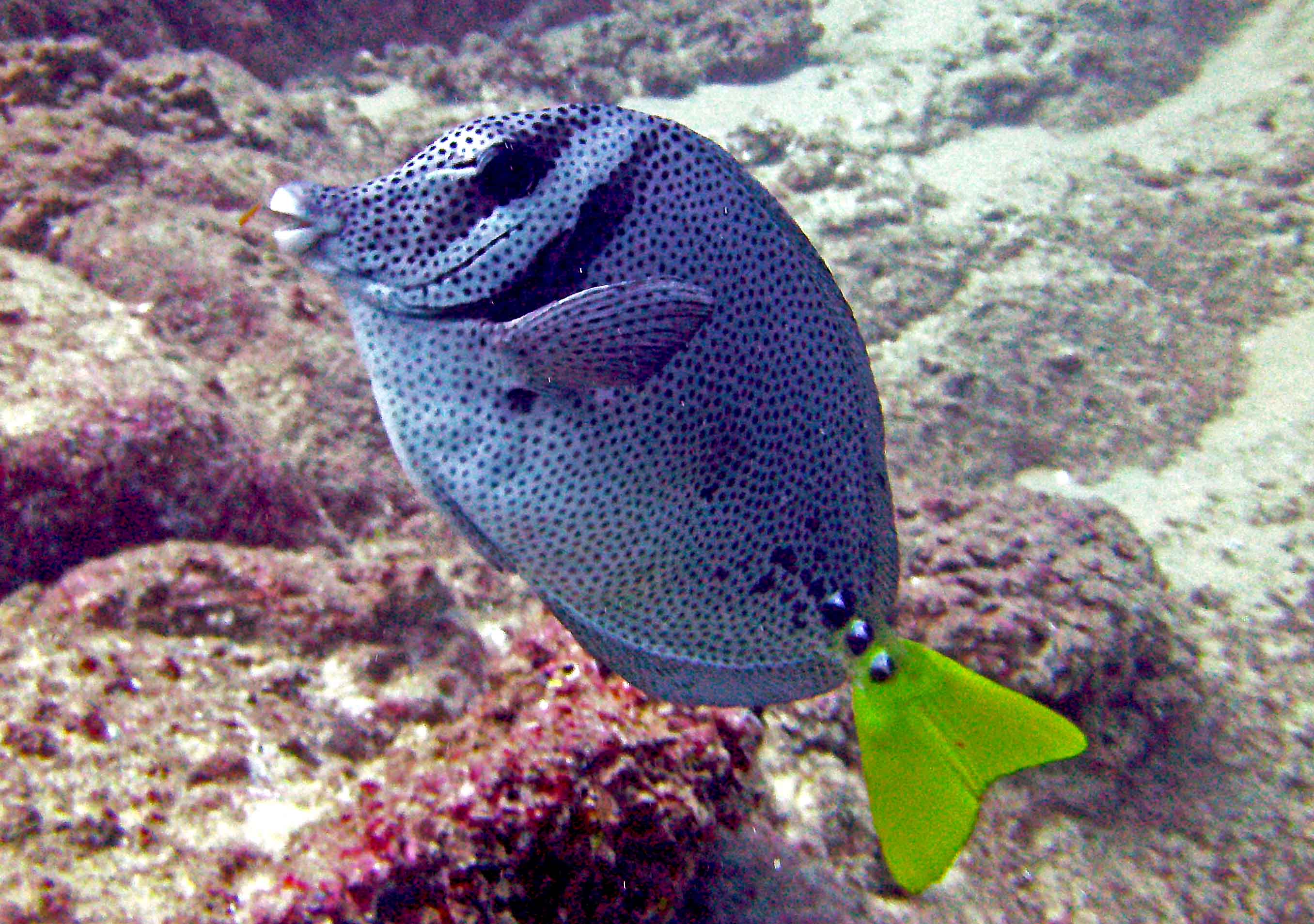 Yellowtail Surgeon Fish @ Sea Of Cortez